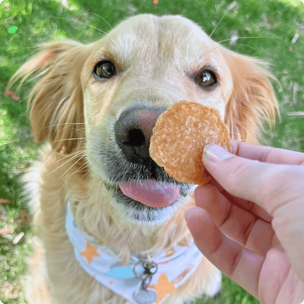 Farm to Pet Chicken Chips — All-Natural Single-Ingredient Dog Treats