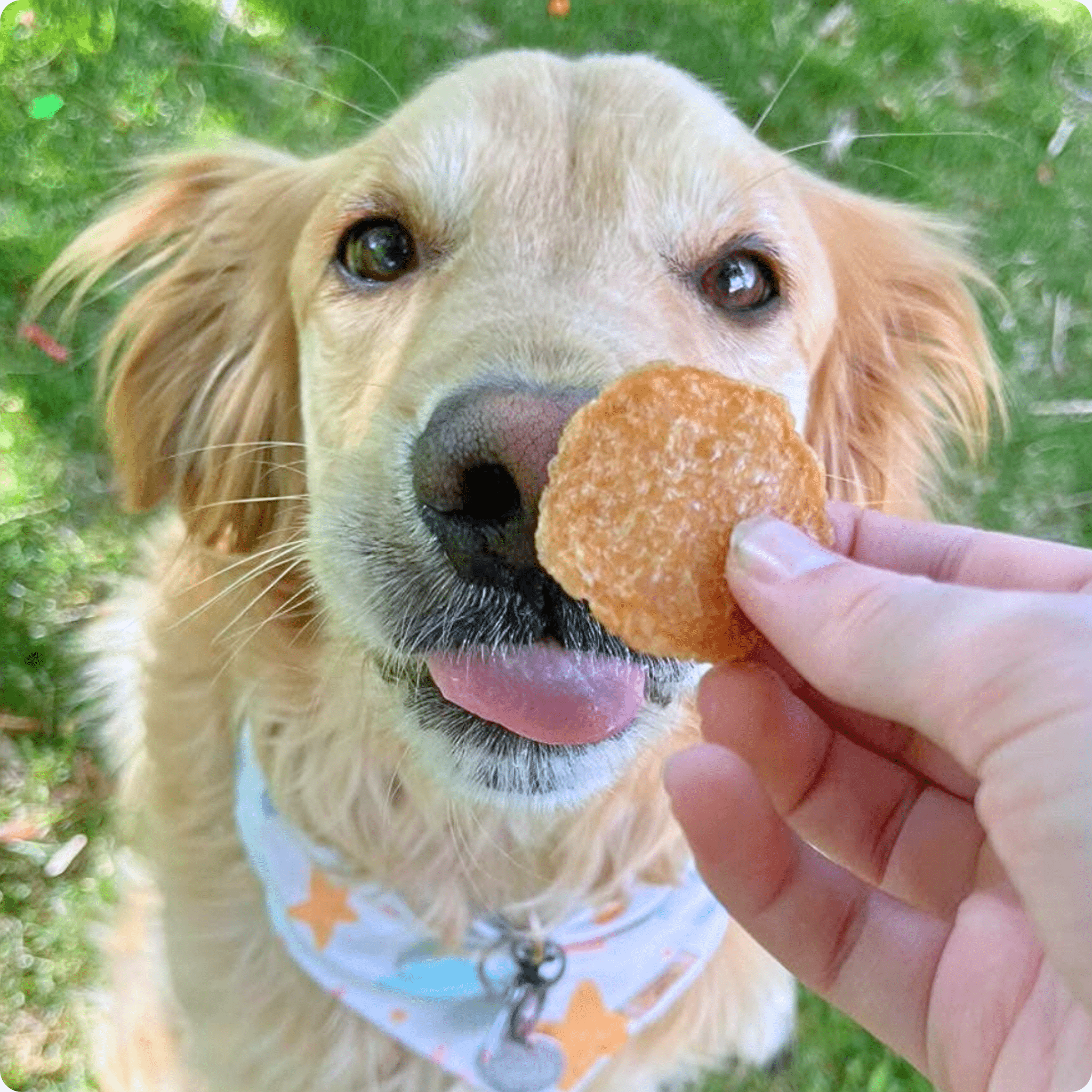 Farm to Pet Chicken Chips — All-Natural Single-Ingredient Dog Treats
